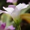 小っちゃな花