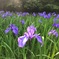陽光照花