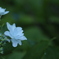 八重の花びらが光る