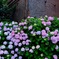 紫陽花