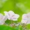 紫陽花の傘ひろげて