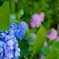 紫陽花。