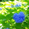 三室戸寺 ハート型の紫陽花