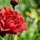 庭の花　（バラ）