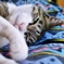 眠いなり