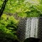 石の厳格さと葉の優しさ
