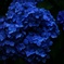 碧紫陽花
