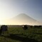 fuji+vaca171