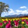 残雪と花畑