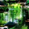 水に浮かぶ緑