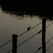 "Kawasemi" Silhouette…