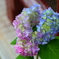紫陽花