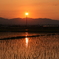 夕日のかんざし