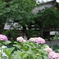 妙楽寺の紫陽花
