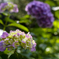 Hydrangeas in sunny day