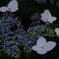 紫陽花