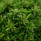 Abstract Green 