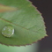 雨上がりの雫