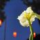 夜の花菖蒲