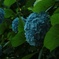 紫陽花
