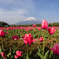 富士山とチューリップ