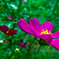 Deep Purple