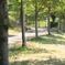 公園の散歩道