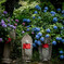 あじさい寺