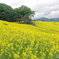 高原の菜の花畑