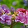 カラフル紫陽花