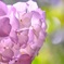 「  Pure 」