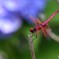 紫陽花蜻蛉