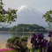 富士山とジャーマンアイリス