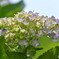 紫陽花4