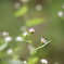 ちいさな花