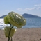 トルコキキョウの海辺