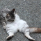 neko