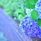紫陽花7