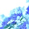 紫陽花8