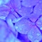 紫陽花9