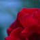 薔薇