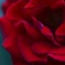 薔薇2