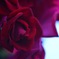 薔薇3