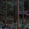 光の杜