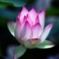 蓮花の夢
