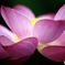 花燭台