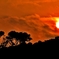 見上げる夕日