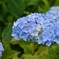 紫陽花