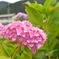紫陽花だらけ