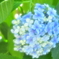 パッチワークみたいな紫陽花